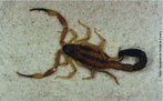 Os escorpies de importncia mdica pertencem ao gnero Tityus e so: <em>T.serrulatus, T.trivittatus, T.bahiensis</em> e <em>T.stigmurus</em>. Registra-se grande disperso do <em>T.serrulatus</em> devida reproduo por partenognese. So animais carnvoros, alimentam-se principalmente de insetos, como baratas e grilos. Com hbitos noturnos, durante o dia esto sob pedras, troncos, entulhos, telhas, tijolos.Os escorpies so pouco agressivos e tm hbitos noturnos. Encontram-se em pilhas de madeira, cercas, sob pedras e nas residncias. </br></br> Palavra-chaves: escorpio, <em>Tityus bahiensis</em>, artrpodes, aracndeos, biodiversidade.