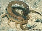 Escorpio - <em>Tityus bahiensis</em>