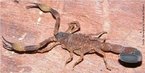 O escorpio <em>Tityus costatus</em>, que  uma espcie abundante na Mata Atlntica, ocorre nos estados do MT, MS, MG, RJ, SP, PR, SC, RS. </br></br> Palavra-chaves: escorpio, <em>Tityus costatus</em>, artrpodes, aracndeos, biodiversidade.