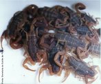 Os escorpies do gnero Tityus (famlia Buthidae) tm como caracterstica uma cauda grande e espessa. At o final de 2008 haviam sido descritas entre 185 a 190 espcies distribudas em todo o Caribe, Amrica do Sul e na Amrica Central tanto ao norte incluindo a Costa Rica. </br></br> Palavra-chaves: escorpio,<em>Tityus uruguayensis</em>, artrpodes, aracndeos, biodiversidade.