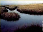 Um esturio  a parte de um rio que se encontra em contato com o mar. Por esta razo, um esturio sofre a influncia das mars e possui tipicamente gua salobra. </br></br> Palavra-chaves: esturio, rio, mar, gua salobra, biodiversidade, relevo.