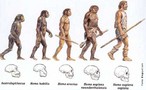 A teoria da evoluo afirma que as espcies atuais descendem de outras espcies que sofreram modificaes, atravs dos tempos. Os ancestrais das espcies atualmente existentes so considerados descendentes de predecessores diferentes deles, e assim por diante, a partir de organismos precursores, extremamente primitivos e desconhecidos. </br></br> Palavra-chaves: evoluo humana, evoluo biolgica, evoluo histrica, Darwin, habitat.