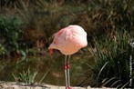  uma das mais graciosas e estranhas aves da fauna mundial, resultado inesperado da adaptao aos meios aquticos que frequenta. </br></br> Palavra-chaves: flamingo-americano, ave, fauna, habitat, biodiversidade, zoologia.