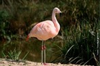 Flamingo-americano 2