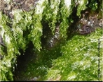 Grupo de algas verdes comestveis que pertencem ao gnero Ulva. Tm uma distribuio ampla, ao longo das costas dos oceanos do planeta. </br></br> Palavra-chaves: alface do mar, alga, habitat, biodiversidade.