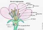 So as plantas mais evoludas e adquiriram a complexidade mxima do reino plantae. A maioria  terrestre com poucas espcies aquticas. </br></br> Palavra-chaves: flor de angiosperma, partes da flor, reino plantae, botnica.