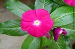 Flor pentmera: partes florais em nmero de cinco ou mltiplo. </br></br> Palavra-chaves: flor, pentmera, plantas, botnica, biodiversidade.
