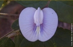 Zigomorfa (zigo = par; morfos = forma) flor com simetria bilateral, que pode ser dividida unicamente em duas partes iguais como, por exemplo, as orqudeas. </br></br> Palavra-chaves: flor zigomorfa, simetria, botnica, biodiversidade.