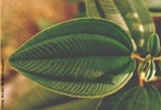 Caracteriza-se por duas ou mais nervuras secundrias distinguindo-se a partir da base e percorrendo a periferia do limbo foliar at unirem-se  nervura central no pice. </br></br> Palavra-chaves: folha curvinrvia, planta, botnica