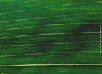 Tambm chamada de paralelinrvia, a qual mostra o posicionamento de suas nervuras, como exemplo a folha do milho. </br></br> Palavra-chaves: folha, nervuras paralelas, planta, botnica, biodiversidade.