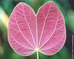 Tipo de folha simples, por no apresentar limbo dividido. </br></br> Palavra-chaves: folha simples, plaminvia, limbo, biodiversidade, botnica.
