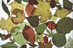 Ilustra folhas de diferentes formas e simetrias. </br></br> Palavra-chaves: folhas diversas, simetria, botnica, biodiversidade.