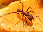 As formigas possuem um comprimento mdio de 1 cm, sendo mais de 10.000 espcies catalogadas. Tratando-se das cores, depende da espcie, mas a maioria so vermelhas ou pretas. As formigas so insetos que sentem o cheiro das coisas atravs de suas antenas. Comunicam-se entre si atravs de liberao de feromonas. Num formigueiro existe total organizao, sendo que as tarefas so bem divididas entre as formigas. Alm da rainha, existem as sentinelas (segurana), operrias (fazem os tneis do formigueiro e buscam alimentos) e as enfermeiras (cuidam das larvas). Alimentam-se principalmente de sementes e restos vegetais. O acasalamento da formiga rainha acontece num voo nupcial. Aps a fecundao o macho morre e a rainha perde as asas antes de botar os ovos. Cabe a formiga rainha a funo de reproduo da colnia. A rainha pode viver at 18 anos. </br></br> Palavra-chaves: formiga, antenas, feromonas, habitat, hierarquia, insetos.