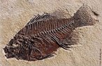 Cientistas afirmam que o registro fssil e seu padro de deposio evidenciam o processo de evoluo da vida no planeta. Ao longo de diferentes camadas geolgicas  possvel observar a ordem na qual os animais foram aparecendo e se extinguindo em nosso planeta. </br></br> Palavra-chaves: fssil, evoluo, peixe, paleontologia, sedimentao.
