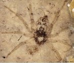 Fssil de aranhas com 165 milhes de anos encontrada em Daohugou, no norte da China. A espcie pertence a uma famlia moderna, a Plectreuridae, que vive atualmente em locais ridos como a Califrnia, Arizona e Mxico. As semelhanas entre os fsseis e as atuais aranhas dessa famlia so tantas que  quase como se elas no tivessem mudados em milhes de anos. </br></br> Palavra-chaves: aranha, artrpode, fssil.