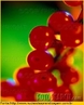 Fruto da Groselheira, de cor vermelha, utilizada para fabricar xaropes na indstria farmacutica. </br></br> Palavra-chaves: fruto, groselha, indstria farmacutica, botnica.