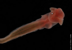 Cientistas voltam de uma expedio com amostras de animais raros e mais de dez possveis novas espcies do fundo do Oceano Atlntico. Uma delas pode trazer pistas sobre o elo evolucionrio entre invertebrados e vertebrados. Imagem de uma verso avermelhada do verme Enteropneusta, uma possvel nova espcie. </br></br> Palavra-chaves: fundo do mar, biodiversidade, invertebrados, Oceano Atlntico, verme.