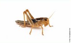 So insetos pertencentes  subordem Caelifera da ordem Orthoptera, caracterizados por terem o fmur das pernas posteriores muito grandes e fortes, o que lhes permite deslocarem-se aos saltos. </br></br> Palavra-chaves: gafanhoto, insetos, habitat, biodiversidade, zoologia.