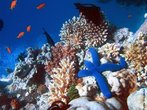  um valioso ecossistema que possui uma grande diversidade de seres vivos. </br></br> Palavra-chaves: fundo do mar, ecossitema, seres vivos, biodiversidade.