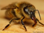 So insetos que vivem agrupadas em colnia dentro de colmeias e so conhecidas a mais de 40 mil anos.  um inseto extremamente organizado e trabalhador. Em cada colmeia existe cerca de 60 mil abelhas, h apenas uma abelha fmea com os rgos sexuais completamente formados, essa  chamada de rainha. </br></br> Palavra-chaves: abelha, biodiversidade, insetos, colmeia, colnia, zoologia.