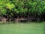Ecossistema costeiro, de transio entre os ambientes terrestre e marinho, caracterstico de regies tropicais e subtropicais. </br></br> Palavra-chaves: mangue, ecossistema, meio ambiente, biodiversidade.