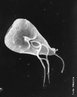 A giardia (<em>Giardia lamblia</em>)  um protozorio microscpico que parasita o intestino dos mamferos, inclusive de seres humanos. </br></br> Palavra-chaves: protista, protozorio, giardia.