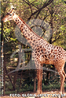 Com suas pernas compridas e pescoo alongado, a girafa  o mais alto dos animais atuais. A lngua  longa e flexvel que so capazes de pegar as folhas de accias, por entre pontiagudos espinhos nos altos dos galhos, que so sua principal fonte de alimentao. Como a maioria dos mamferos, possuem sete vrtebras cervicais, que so muito alongadas. Por causa de seu pescoo comprido e rgido, seu sistema vascular possui particularidades como vlvulas especiais que permitem que o fluxo sanguneo alcance o crebro (bastante afastado de seu corao) quando levantam a cabea e evitam vertigens quando elas a abaixam. O tempo de vida de uma girafa  de aproximadamente 25 anos. Gostam de viver nas estepes e savanas, em amplos espaos, onde podem usar a sua maior arma, a velocidade. Para se defender s pode dar coices que, apesar de serem mortais se acertarem em algum ou algum animal, so difceis de aplicar enquanto corre em debandada. </br></br> Palavra-chaves: girafa, mamferos, artiodctilos, girafdeos.