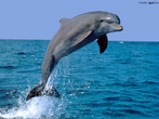 Tambm chamado de delfim, o golfinho  um mamfero perfeitamente adequado para viver no mar, podem mergulhar a bastante profundidade e se alimentam de peixes e sobretudo de lulas. Podem viver de 25 a 30 anos.  possvel trein-lo e executar grande variedade de tarefas, algumas at mesmo de certa complexidade. Viver em grupos e sua inteligncia so traos caractersticos. Podem nadar a uma velocidade de 61 km/h. Eles no tem orelhas, apenas dois pequenos orifcios que ficam junto aos olhos, entretanto, sua sensibilidade auditiva  extraordinria. Eles descendem de mamferos terrestres. Seus membros dianteiros, em forma de nadadeiras, conservam por dentro a ossadura dos mamferos de terra, inclusive a mo de cinco dedos. Apesar de seus 80 a 100 dentes em cada maxilar, os golfinhos no mastigam, engolem tudo e o estmago faz o resto. A gestao desses animais,  de 12 meses. </br></br> Palavra-chaves: golfinhos, habitat, mamferos, zoologia.