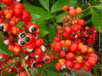 O guaranazeiro  uma planta nativa da Amaznia, produz o fruto conhecido como guaran.  um arbusto trepador que pode atingir at 10 m de extenso. O p de guaran dissolvido na gua torna-se um poderoso estimulante, que auxilia na realizao dos trabalhos fsicos mais pesados. Sementes torradas, modas e reduzidas a p tm propriedades estimulantes e revigorantes. </br></br> Palavra-chaves: guaran, botnica, fitoterapia, sade.