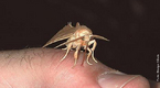 Muitos bichos so hematfagos, ou seja, alimentam-se de sangue. Entre eles, h mamferos, como algumas espcies de morcegos; aneldeos, como as sanguessugas; e at vermes! Mas a maior parte dos hematfagos  artrpode ‐ animais que tm patas articuladas -, como os mosquitos e os carrapatos. </br></br> Palavra-chaves: <em>Calyptra thalictri</em>, hematfago, consumidor, sangue.
