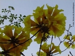 Inflorescncia do tipo umbela ou guarda-chuva, caracteriza a parte onde esto localizadas as flores do ip. </br></br> Palavra-chaves: inflorescncia do ip, flores, botnica, biodiversidade.