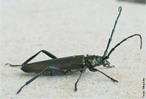 Os insetos so animais invertebrados com exoesqueleto quitinoso, corpo dividido em trs partes (cabea, trax e abdmen ), trs pares de patas articuladas, olhos compostos e duas antenas. Pertencem  classe Insecta, o maior e mais largamente distribudo grupo de animais do filo Arthropoda. </br> Imagem: <em>Aromia moschata</em> </br></br> Palavra-chaves: <em>Aromia moschata</em>, insetos, invertebrados, arthropoda.