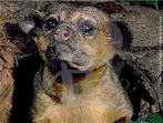 O jupar  um mamfero pouco conhecido, sendo encontrado desde a regio leste do Mxico at o estado de Mato Grosso, no Brasil. Aqui, habita a floresta amaznica, atlntica e matas de galeria no cerrado, preferindo viver na copa das rvores, entre 10 a 20 metros de altura.  parente prximo do quati e mo-pelada (todos da mesma famlia, Procyonidae), mas difere de ambos por possuir longa cauda prensil, que o auxilia na locomoo como um quinto membro, orelhas curtas e lngua fina e alongada, utilizada na captura de insetos, mel e nctar. Alimenta-se principalmente de frutos, mas complementam a dieta com sementes, flores, mel, pequenos besouros, larvas de inseto e folhas novas. Devido a se alimentarem de flores, so considerados bons polinizadores. Em cativeiro  oferecido frutas (banana, ma, laranja e mamo), vegetais (batatas, cenouras e beterraba), carne bovina, alm de ovos e melao de cana. A longevidade em cativeiro chega a 30 anos. Atualmente, esta espcie no consta na Lista da Fauna Brasileira Ameaada de Extino, embora em algumas reas seja caado para consumo e por sua pele. </br></br> Palavra-chaves: jupar, mamferos, carnvoros, prociondeos, habitat, zoologia.