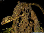 Cientistas acreditam ter fotografado novas espcies de animais durante uma expedio  provncia de Papua, na Indonsia. Uma delas  esta lagartixa de cabea alongada e dedos curvados. </br></br> Palavra-chaves: lagartixa, rptil, biodiversidade.