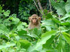 Macaco, no sentido lato,  a designao comum a todas as espcies de smios ou primatas antropides, aplicada no Brasil, restritivamente, aos cebdeos (ou macacos do Novo Mundo) em geral. Vive nas florestas, savanas e pntanos das regies tropicais. A maioria dos macacos  arborcola (vivem em rvores). Apenas algumas poucas espcies, como os gorilas e mandris, preferem o solo. Alimentam-se de folhas, frutos, sementes, pequenos anfbios, caramujos e pssaros. Vivem geralmente de 10 a 15 anos. </br></br> Palavra-chaves: macaco, habitat, cebdeos, primatas, smios.