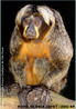 O macaco-parauacu  encontrado em vrios tipos de florestas, apresenta hbitos arborcolas e explora principalmente a regio abaixo da copa das rvores. Ocorre em alguns pases da regio norte da Amrica do Sul, como o Brasil (na regio Amaznica), Suriname e Guianas. Esta espcie  a nica do gnero em que existe dimorfismo sexual, ou seja, o macho e a fmea apresentam caractersticas diferentes. O macho possui o corpo com colorao negra e a face branca-amarelada e a fmea pode apresentar uma colorao amarronzada ou acinzentada-grisalha, com duas linhas brancas ou marrons que vo do canto dos olhos ao canto da boca. A dieta  composta principalmente de frutas (60%) e sementes (33%), mas tambm se alimentam de flores, folhas e at pequenos animais, como morcegos e aves. So predadores de sementes e conseguem quebrar nozes duras com os dentes caninos. Apresentam hbitos diurnos, pesam cerca de 1,5 Kg quando adultos, e chegam a viver 14 anos. A gestao dura de 163 a 176 dias, nascendo apenas um filhote. Eles se locomovem atravs do andar quadrpede, escalando ou ainda aos saltos, o que os levou a serem chamados de macacos-voadores. Fonte: http://www.zoologico.sp.gov.br/mamiferos.htm </br></br> Palavra-chaves: macaco-parauacu, macacos-voadores, mamferos, primatas, habitat, zoologia