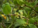 O mangue-branco (<em>Laguncularia racemosa</em>)  uma rvore pioneira nativa e tpica do manguezal brasileiro. </br></br> Palavra-chaves: mangue-branco, manguezal.