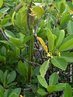 O Mangue-vermelho (<em>Rhizophora mangle</em>), tambm conhecido como sapateiro,  uma espcie tpica de manguezal. O nome da rvore  assim dado pois, quando sua casca  raspada, apresenta uma colorao avermelhada tpica da espcie. </br></br> Palavra-chaves: mangue-vermelho, manguezal