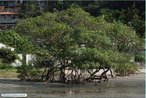 O Mangue-vermelho (<em>Rhizophora mangle</em>), tambm conhecido como sapateiro,  uma espcie tpica de manguezal. O nome da rvore  assim dado pois, quando sua casca  raspada, apresenta uma colorao avermelhada tpica da espcie. </br></br> Palavra-chaves: mangue-vermelho, manguezal. 