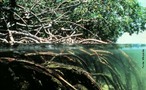 O Manguezal, tambm chamado de Mangue,  um ecossistema costeiro, de transio entre os ambientes terrestre e marinho, uma zona mida caracterstica de regies tropicais e subtropicais. </br></br> Palavra-chaves: ecossistema. mangue, vegetao.