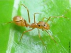 <em>Myrmarachne plataleoides</em> - Fmea da espcie de aranha que mimetiza formigas. </br></br> Palavra-chaves: <em>Myrmarachne plataleoides</em>, mimetismo, aranha, aracndeos.