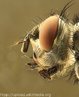 Foto aumentada da cabea de uma mosca, que evidncia suas partes. </br></br> Palavra-chaves: mosca, cabea, biodiversidade, zoologia.