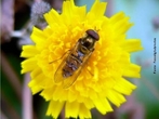 Sirfdeos (da famlia Syrphidae), tambm conhecidos como moscas-das-flores constituem uma famlia de moscas (ordem Diptera) que, tal como o nome sugere, so encontradas, geralmente, junto a flores, onde estes insetos, na sua forma adulta, se alimentam de nctar e de plen. </br></br> Palavra-chaves: sirfdeos, moscas-das-flores, insetos, adulto, nctar, plen, biodiversidade, zoologia.