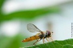 Sirfdeos, tambm conhecidos como moscas-das-flores, constituem uma famlia de moscas (ordem Diptera) que, tal como o nome sugere, so encontradas, geralmente, junto a flores, onde estes insetos, na sua forma adulta, se alimentam de nctar e de plen. </br></br> Palavra-chaves: moscas-das-flores, insetos, flores, biodiversidade, zoologia.