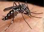 Mosquito transmissor do vrus causador da dengue. O vrus do dengue  um arbovrus (vrus transmitido por inseto). So conhecidos quatro sorotipos (Den 1, Den 2, Den 3 e Den 4). O <em>Aedes aegypti</em> vive em todo lugar onde existe gua parada e limpa, em qualquer tipo de recipiente que acumule gua. Exemplos: bacias, baldes, bandejas de escorrimento de geladeiras, barris, buracos de rvores, calhas de telhados, canaletas, drenos de escoamentos, garrafas, latas, panelas, pneus, potes, pratos, tambores, tanques, cisternas, urnas de cemitrios, vasos de flores, vidros, caixas dgua, copos descartveis, casca de ovo, tampa de garrafa. Os locais preferidos para abrigo so armrios e lugares escuros dentro de casa. No ambiente externo prefere lugares frescos e sombreados. </br></br> Palavra-chaves: mosquito da dengue, <em>Aedes aegypti</em>, dengue, insetos, culicneos.