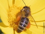 So insetos que vivem agrupadas em colnia dentro de colmeias e so conhecidas a mais de 40 mil anos.  um inseto extremamente organizado e trabalhador. Em cada colmeia existe cerca de 60 mil abelhas, h apenas uma abelha fmea com os rgos sexuais completamente formados, essa  chamada de rainha. </br></br> Palavra-chaves: abelha, biodiversidade, insetos, colmeia, colnia, zoologia.