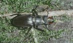 A ordem Coleoptera  a maior ordem dos insetos e contm cerca de 40% das espcies conhecidas da classe. Compreende os insetos conhecidos como besouros, que se distinguem facilmente pela presena dos litros. </br></br> Palavra-chaves: ordem Coleoptera, insetos, besouros, habitat, biodiversidade, zoologia.