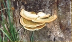 So uni ou pluricelulares, tem formato de orelha, pertence a Ordem Auricullares.  </br></br> Palavra-chaves: orelha-de-pau, fungo, reino fungi, biodiversidade.