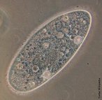 Os protistas so seres vivos unicelulares e eucariontes; portanto possuem ncleo individualizado, envolvido por membrana. Possuem tambm organelas membranosas diversas. Nesse grupo, incluem-se os paramcios que so organismos ciliados, de corpo translcido, achatados, e alcanam um tamanho de 200 micra, ou seja, 2 dcimos de milmetro. </br></br> Palavra-chaves: protista, protozorio, paramcio, unicelular.