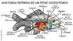 Esquema da anatomia interna de peixe sseo fmea. </br></br> Palavra-chaves: anatomia interna, peixe sseo, Osteichthyes.